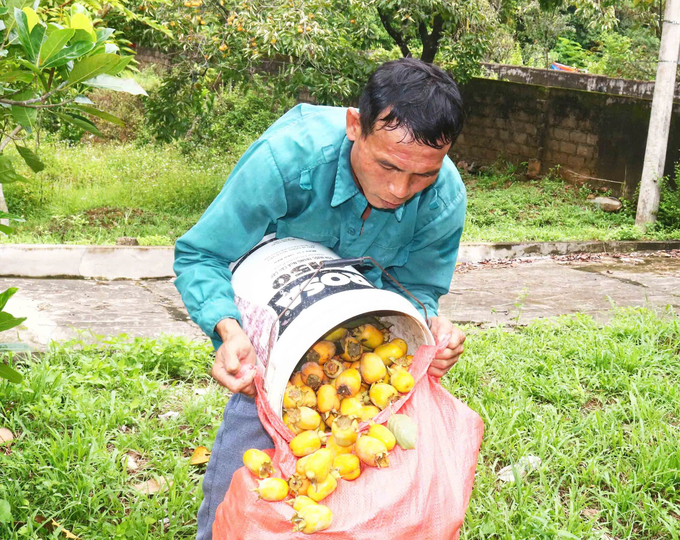 Anh Trần Văn Lĩnh (47 tuổi) ở xóm 7, xã Nam Anh cho biết, gia đình anh có 3 vườn hồng, mỗi năm thu hoạch khoảng 3 - 4 tấn quả. Ảnh: Huy Thư.