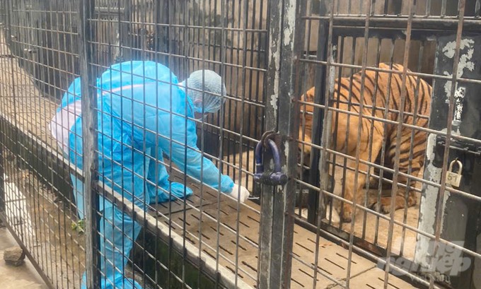 A representative of the Department of Animal Health took disease samples at the A/H5N1 avian influenza outbreak in the Mango Garden tourist area. Photo: LB.