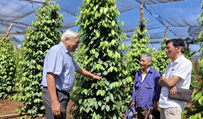 Mr. Hoang Phuoc Binh (far left) instructs farmers on how to care for pepper gardens sustainably and organically. Photo: DL.