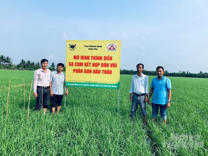 Mô hình sạ cụm kết hợp bón phân vùi của Đầu Trâu tại tỉnh An Giang. Ảnh: Lê Hoàng Vũ.