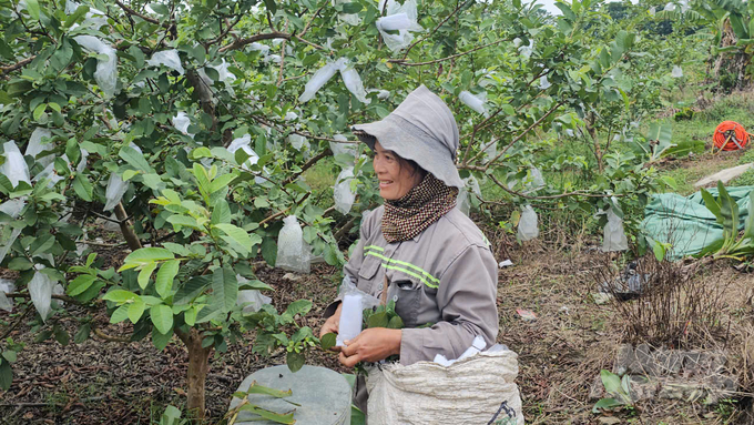 Vườn cây ăn quả của Phước tạo việc làm cho nhiều lao động địa phương. Ảnh: Quốc Toản.