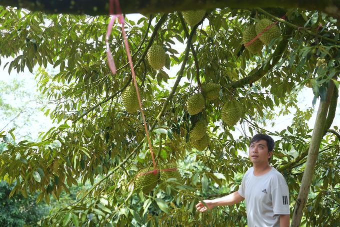 Nguyen Huu Vinh beside an ancient durian tree laden with fruit. Photo: HT.