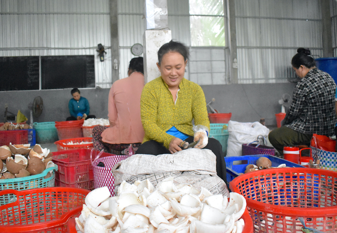 Processing coconut meat at Thoi Thanh Agricultural Cooperative has created jobs for dozens of local workers. Photo: Minh Dam.