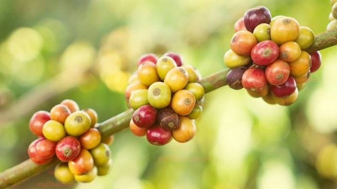 Latest domestic and global coffee prices on 10/30/2024