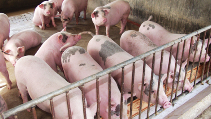 Latest live pig prices in the three regions on 10/30/2024