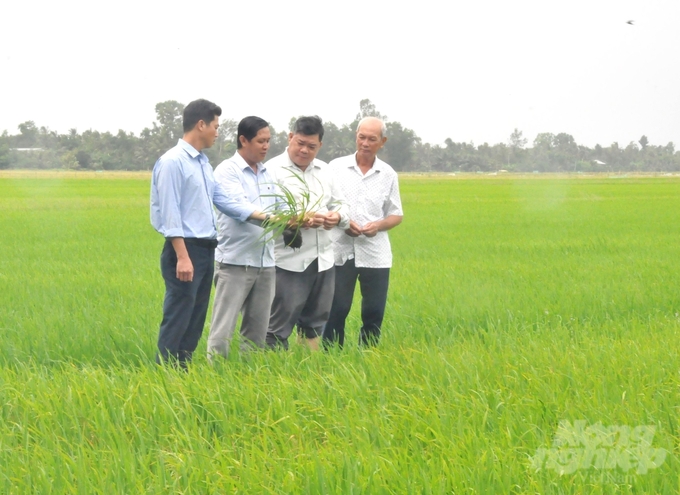 Hoạt động của lực lượng khuyến nông tại Hậu Giang ngày càng đa dạng, không chỉ chuyển giao tiến bộ khoa học kỹ thuật mà còn đóng vai trò liên kết, phát triển chuỗi giá trị lúa gạo bền vững. Ảnh: Trung Chánh.