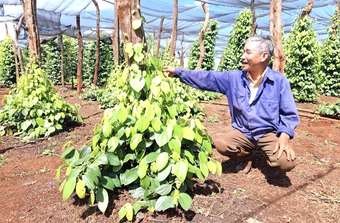 Farmer Huynh Van Lang tends to his pepper garden, which was planted just over two months ago. Photo: DL.