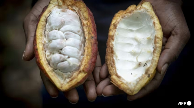 Along with gold and oil, the cocoa industry is a mainstay of Ghana's economy and foreign currency earnings. Photo: AFP.