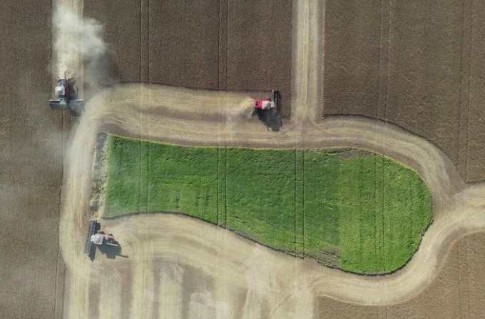 Record harvest in soy cultivation in the state of Rio Grande do Sul.