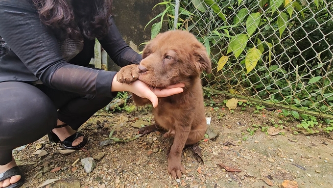 A 50-day-old Bac Ha puppy. Photo: H.D.