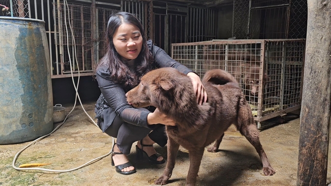 Bac Ha dogs are easy to raise, however finding purebred parent dogs is not easy. Photo: H.D.