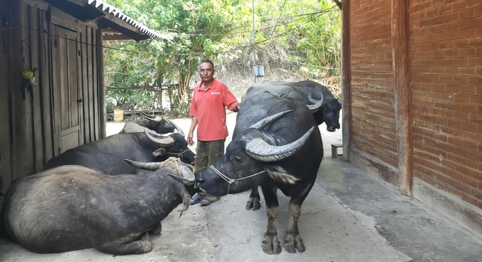 Moong Van Chun in Ky Son district is very confident in approaching the commercial livestock farming model thanks to the current complete and abundant livestock vaccine kit. Photo: Viet Khanh.