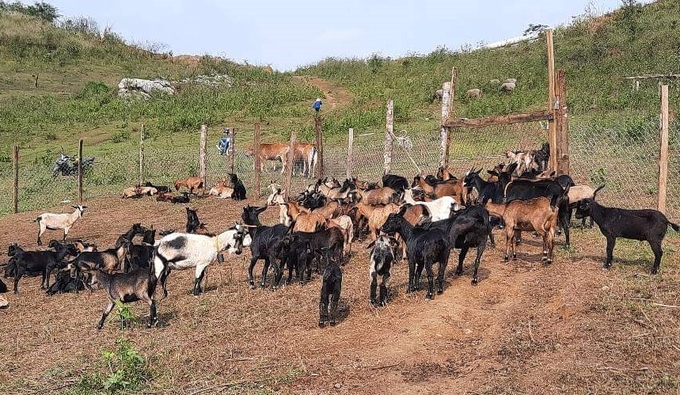 Raising goats brings Moong Van Chun big profits. Photo: Viet Khanh.