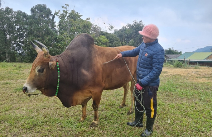 The majority of people in the mountainous areas do not take the initiative to get their livestock vaccinated, which is completely opposite to Chun. Photo: Viet Khanh.