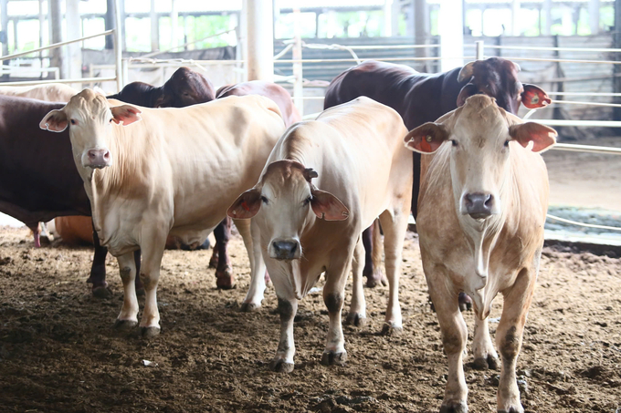 Nghe An has one of the highest livestock herds in Vietnam. Photo: Viet Khanh.