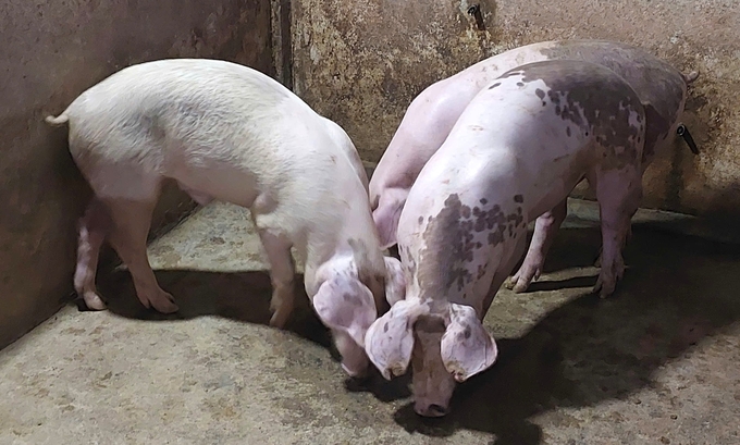 Large livestock farming brings along many potential risks of diseases. Photo: Viet Khanh.