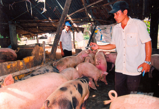 Tiêm vacxin cho đàn gia súc, gia cầm năm 2024 trên địa bàn tỉnh An Giang. Ảnh: Lê Hoàng Vũ.