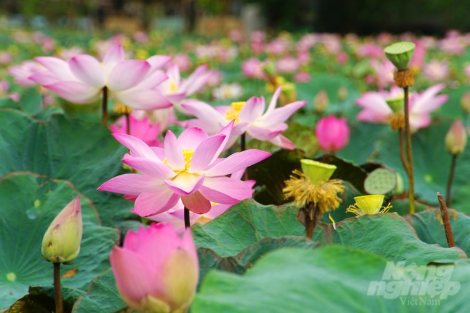 Lotus is one of the five key industries in Dong Thap province's agricultural restructuring project. Photo: Le Hoang Vu.