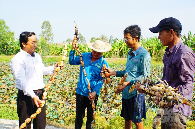 Dong Thap province expects all lotus farmers, production facilities, and businesses in the locality to join hands to implement solutions to improve the lotus plant. Photo: Le Hoang Vu.