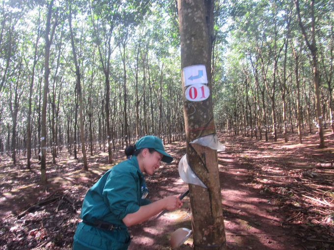 Thi thợ giỏi khai thác mủ cao su. Ảnh: N.T.