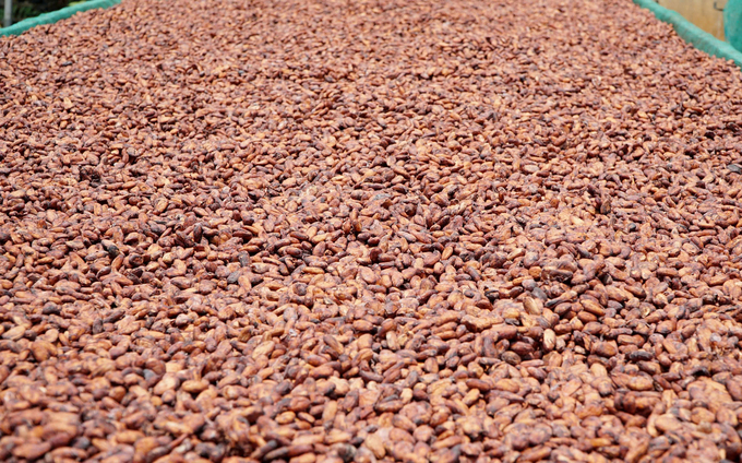 Cocoa beans being dried. Photo: Tran Trung.