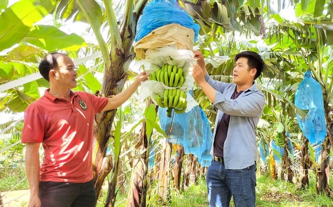 Gia Lai is attracting many businesses to invest in banana growing. Photo: Tuan Anh.