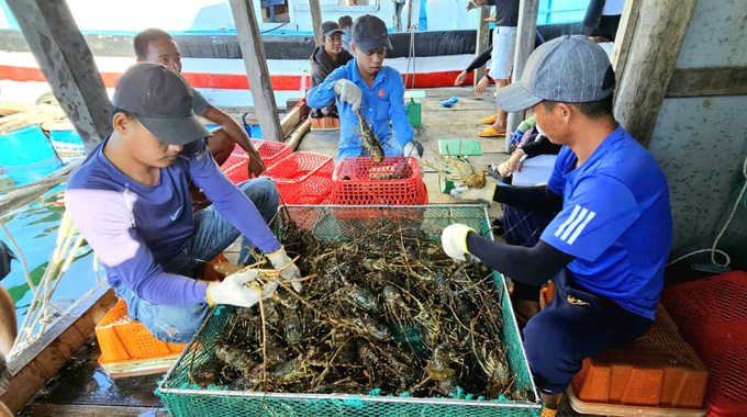 Lobster farmers are dismayed because large lobsters are priced lower than small lobsters. Photo: KS.