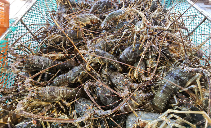 This year, the buying price of lobsters is much lower than last year. Photo: KS. 