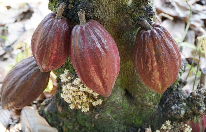 The price of fresh cocoa has reached a record high of 12,000 VND/kg. Photo: Son Trang.