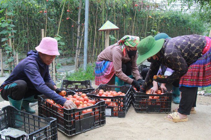 Nhờ trồng và chăm sóc theo quy trình VietGAP nên cây cà chua cho thời gian thu hoạch kéo dài. Ảnh: Thanh Tiến.