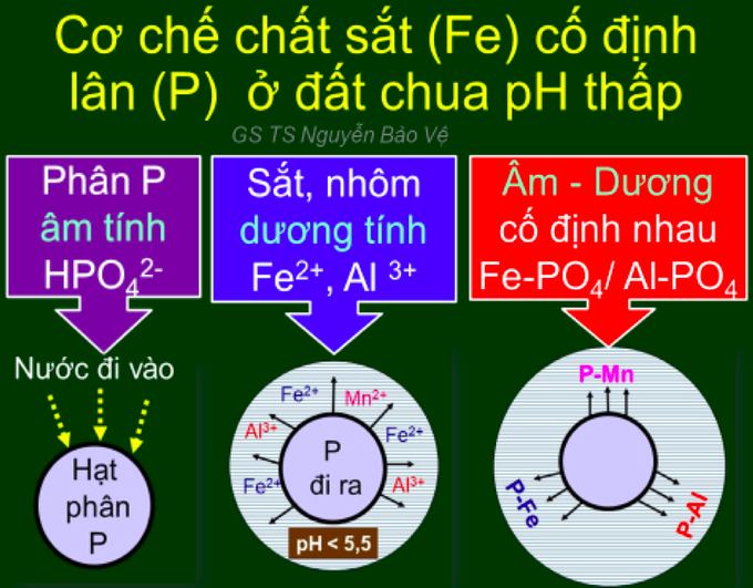 Khi đất có pH dưới 5,5 thì chất sắt (Fe) có trong đất trở nên hòa tan trong dịch đất, chúng có điện tích dương (Fe2+) cố định lân có điện tích âm (HPO42-, là thức ăn của cây) kết tủa thành P-Fe không hòa tan nên P không còn hữu dụng cho cây.