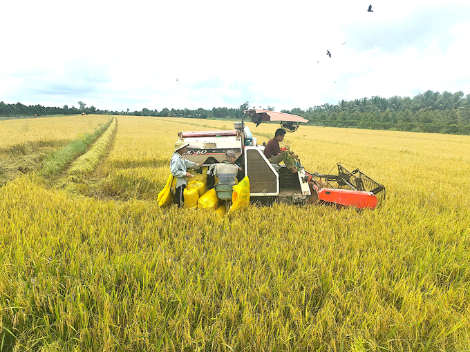 Harvesting rice in Tien Giang province.