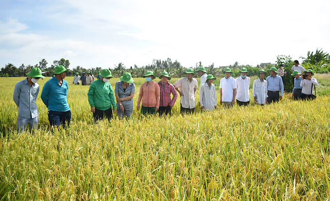 Farmers of Go Cong is observing the IPHM-applied rice production model.