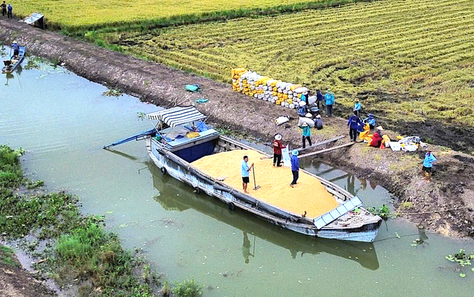 Merchants buy rice at Go Cong.