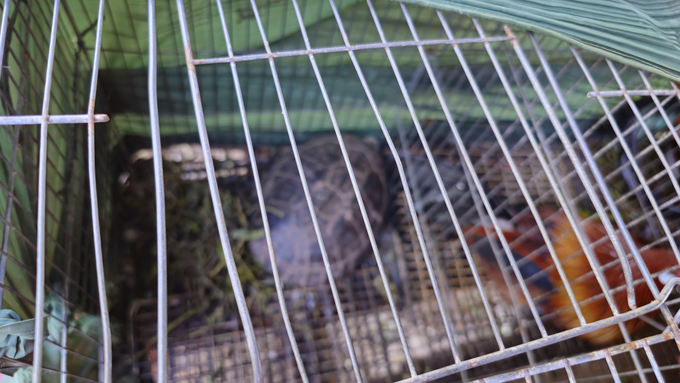 Although the trade and consumption of wildlife have significantly decreased, conservation efforts are showing positive progress, yet incidents still occur. The image shows a metal cage holding several wild chickens and two turtles at a residence in a border area. Photo: Hong Thuy.