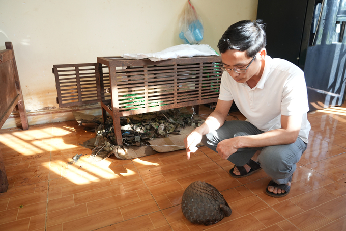 A Java pangolin surrendered by local residents has just been received by the Wildlife Rescue Center. Photo: Hong Thuy.