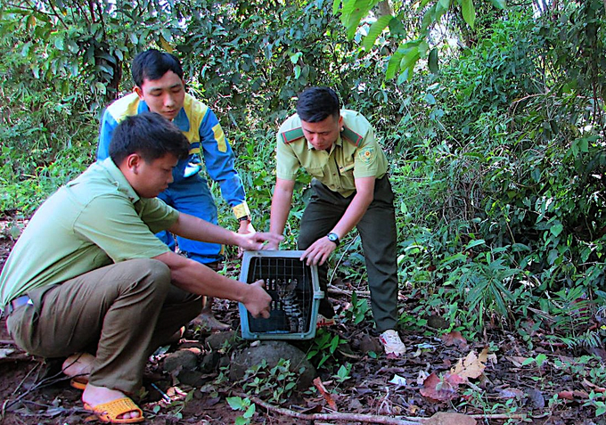 The authorities in Binh Phuoc have released a wildcat back into its natural habitat after its rescue. Photo: HT.