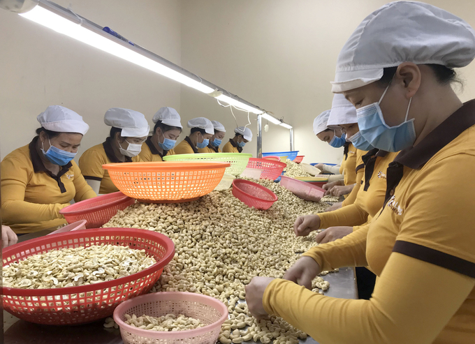 Cashew kernel production at a factory in Dong Nai. Photo: Son Trang.