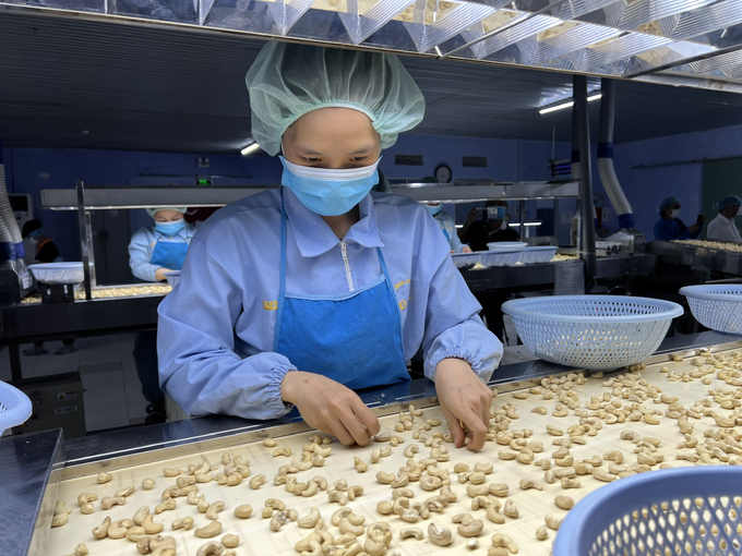 In 2023, Vietnam's cashew kernel exports reached a record high of 644,000 tons, valued at USD 3.6 billion.