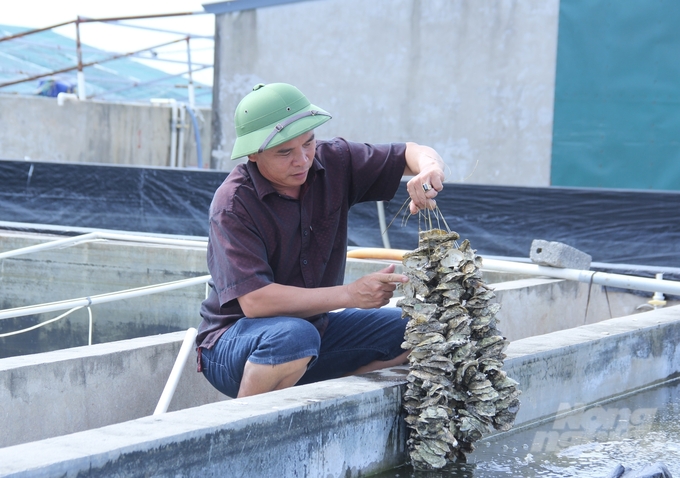 According to Mr. Pham Van Hao, the salinity in water allows households to quickly breed oysters to ensure supply. Photo: Trung Quan.