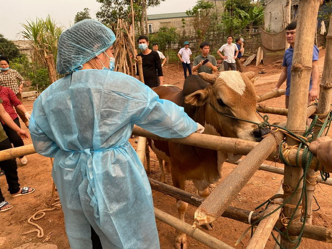 Veterinary staff come to vaccinate the cows of many households across Son La province. Photo: Duc Binh.