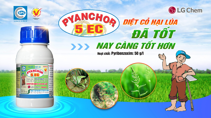 Thuốc trừ cỏ Pyanchor 5EC của Công ty CP BVTV Sài Gòn với hàm lượng hoạt chất cao hơn, hoàn hảo hơn diệt được nhiều loại cỏ hiệu quả trên đồng lúa. Ảnh: Ký Văn Ngọt.