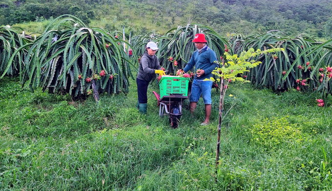 A dragon fruit garden belonging to Mr. Thanh has just harvested its crop. Photo: KS.