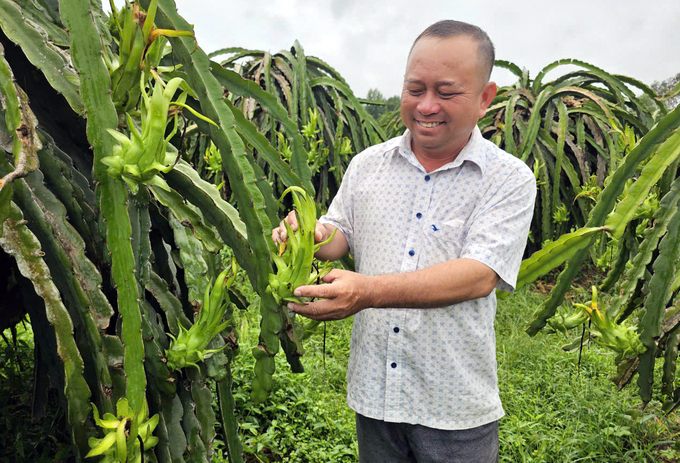 Mr. Nguyen Van Thanh noted that there is a significant demand from businesses for clean dragon fruit for export. Photo: KS.