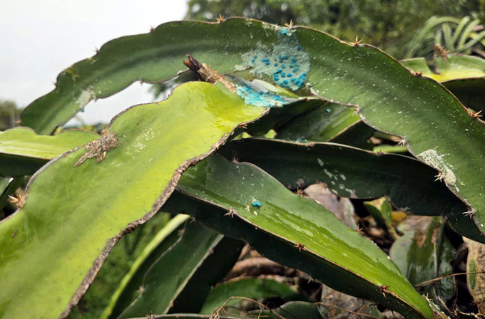 Mr. Thanh's method for controlling snails that harm dragon fruit. Photo: KS.