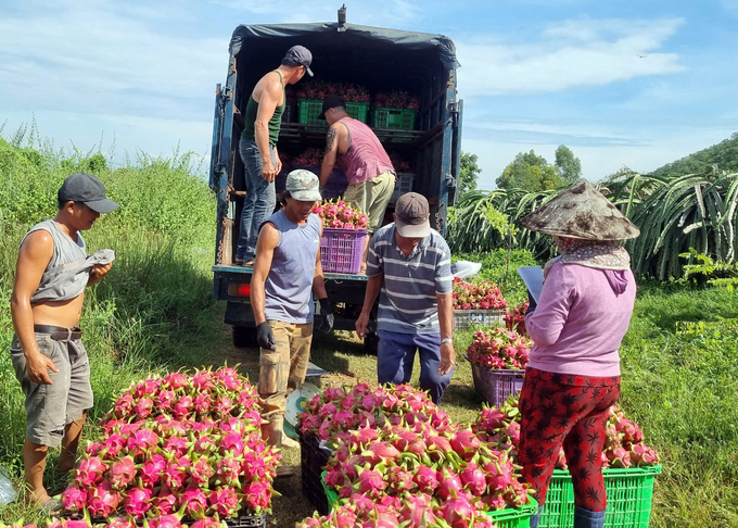 Currently, Mr. Thanh's dragon fruit is supplied to businesses for export to demanding markets. Photo: KS.