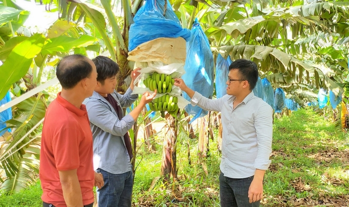 Các mô hình trồng chuối đang phát triển mạnh tại Gia Lai. Ảnh: Tuấn Anh.