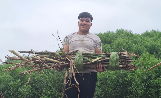 Sugarcane farmers in Nghe An benefit greatly from their partnership with Nasu. Photo: Viet Khanh.