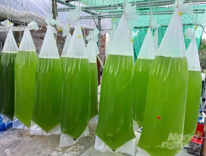 Households actively use algae to ensure food supply for oyster larvae. Photo: Trung Quan.