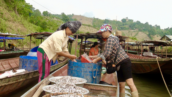 Huyện Quỳnh Nhai chú trọng bảo vệ nguồn lợi thủy sản lòng hồ thủy điện Sơn La để tạo sinh kế bền vững cho người dân địa phương. Ảnh: Văn Thiệu.